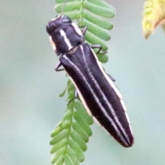 Agrilus hypoleucus (Hypoleucus jewel beetle) at Mount Ainslie - 4 Feb 2019 by jb2602