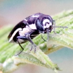 Agrilus hypoleucus at Ainslie, ACT - 4 Feb 2019