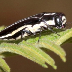 Agrilus hypoleucus at Ainslie, ACT - 4 Feb 2019