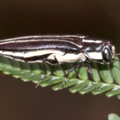 Agrilus hypoleucus at Ainslie, ACT - 4 Feb 2019