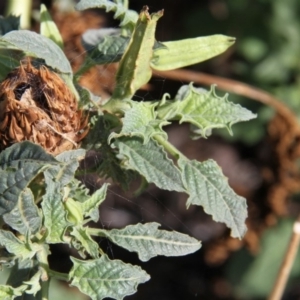 Datura sp. at Paddys River, ACT - 6 Feb 2019