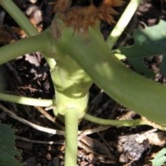 Datura sp. at Paddys River, ACT - 6 Feb 2019