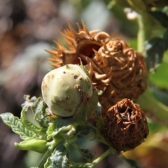 Datura sp. at Paddys River, ACT - 6 Feb 2019