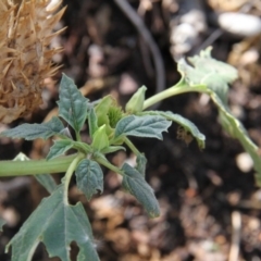 Datura sp. at Paddys River, ACT - 6 Feb 2019