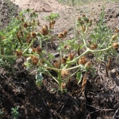 Datura sp. at Paddys River, ACT - 6 Feb 2019 09:57 AM