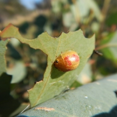 Paropsisterna fastidiosa (Eucalyptus leaf beetle) at Mount Painter - 28 Jan 2019 by CathB