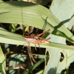 Tettigoniidae (family) at Cook, ACT - 29 Jan 2019 08:08 AM