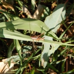 Tettigoniidae (family) at Cook, ACT - 29 Jan 2019 08:08 AM