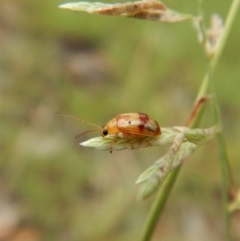 Monolepta sp. (genus) (Leaf beetle) at Cook, ACT - 1 Feb 2019 by CathB