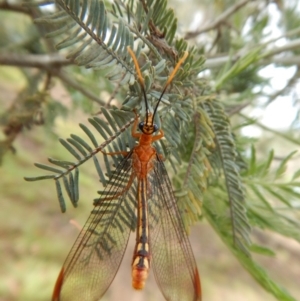 Nymphes myrmeleonoides at Cook, ACT - 5 Feb 2019