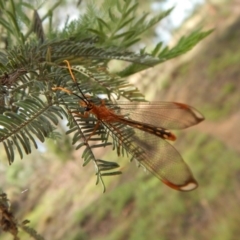 Nymphes myrmeleonoides at Cook, ACT - 5 Feb 2019 08:43 AM