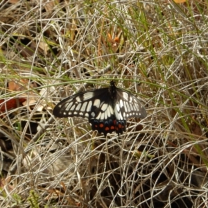Papilio anactus at Cook, ACT - 5 Feb 2019