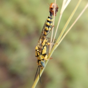 Tiphiidae (family) at Dunlop, ACT - 5 Feb 2019