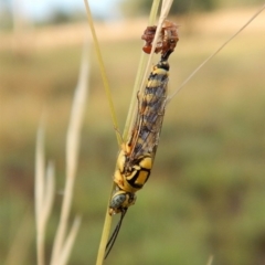 Tiphiidae (family) at Dunlop, ACT - 5 Feb 2019 07:36 AM