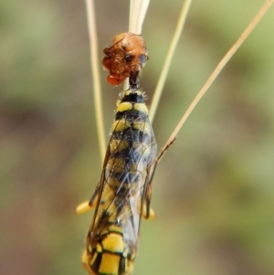 Tiphiidae (family) at Dunlop, ACT - 5 Feb 2019 07:36 AM