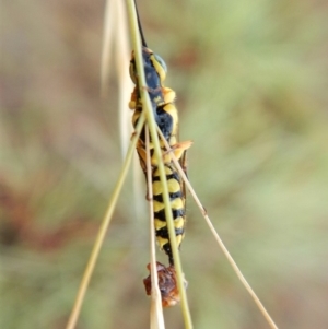 Tiphiidae (family) at Dunlop, ACT - 5 Feb 2019 07:36 AM