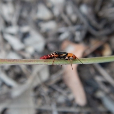 Carphurus sp. (genus) (Soft-winged flower beetle) at Dunlop, ACT - 1 Feb 2019 by CathB