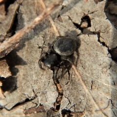 Salticidae sp. 'Golden palps' (Unidentified jumping spider) at Dunlop, ACT - 7 Jan 2019 by CathB