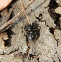 Salticidae sp. 'Golden palps' at Dunlop, ACT - 7 Jan 2019