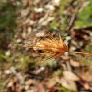 Echinopogon ovatus at Dunlop, ACT - 5 Feb 2019