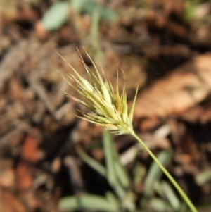 Echinopogon ovatus at Dunlop, ACT - 5 Feb 2019 08:12 AM