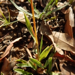 Echinopogon ovatus at Dunlop, ACT - 5 Feb 2019