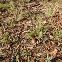 Echinopogon ovatus at Dunlop, ACT - 5 Feb 2019 08:12 AM