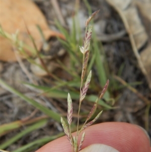 Eragrostis brownii at Dunlop, ACT - 2 Feb 2019