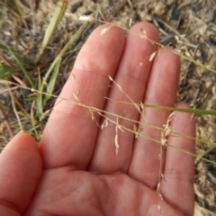 Eragrostis brownii at Dunlop, ACT - 2 Feb 2019