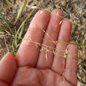 Eragrostis brownii at Dunlop, ACT - 2 Feb 2019 05:33 PM