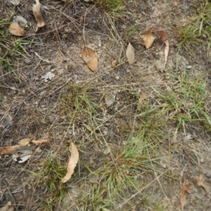 Eragrostis brownii at Dunlop, ACT - 2 Feb 2019