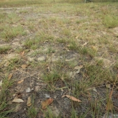 Eragrostis brownii at Dunlop, ACT - 2 Feb 2019 05:33 PM