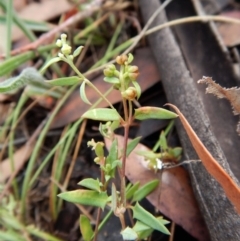 Einadia nutans subsp. nutans (Climbing Saltbush) at Cook, ACT - 5 Feb 2019 by CathB