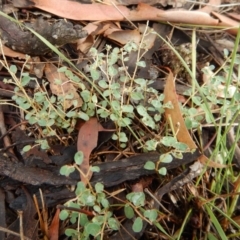 Euphorbia dallachyana (Mat Spurge, Caustic Weed) at Cook, ACT - 4 Feb 2019 by CathB