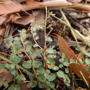 Euphorbia dallachyana at Cook, ACT - 5 Feb 2019 08:28 AM