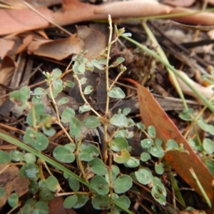 Euphorbia dallachyana at Cook, ACT - 5 Feb 2019