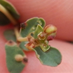 Euphorbia dallachyana at Cook, ACT - 5 Feb 2019 08:28 AM