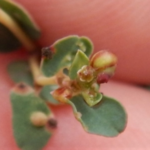 Euphorbia dallachyana at Cook, ACT - 5 Feb 2019