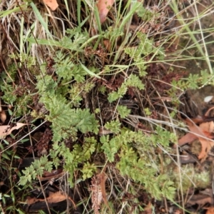 Cheilanthes sieberi at Cook, ACT - 5 Feb 2019