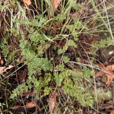 Cheilanthes sieberi (Rock Fern) at Mount Painter - 4 Feb 2019 by CathB