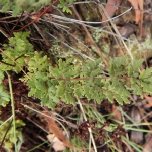 Cheilanthes sieberi at Cook, ACT - 5 Feb 2019 08:24 AM