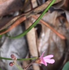 Grona varians (Slender Tick-Trefoil) at Griffith Woodland - 5 Feb 2019 by AlexKirk