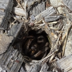 Lycosidae (family) (Wolf spider) at Isaacs, ACT - 6 Feb 2019 by Mike