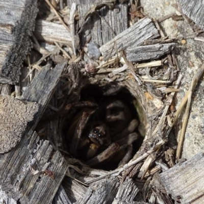 Lycosidae (family) (Unidentified wolf spider) at Isaacs, ACT - 6 Feb 2019 by Mike