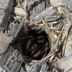 Lycosidae sp. (family) (Unidentified wolf spider) at Isaacs, ACT - 6 Feb 2019 by Mike