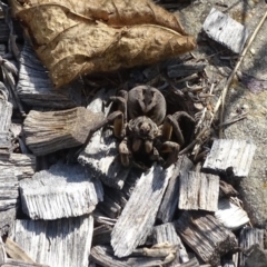 Lycosidae (family) at Isaacs, ACT - 6 Feb 2019 04:20 PM