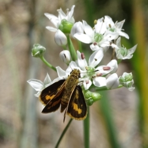 Ocybadistes walkeri at Isaacs, ACT - 6 Feb 2019 12:07 PM