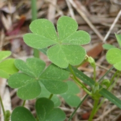 Oxalis corniculata (Yellow Wood-sorrel) at Isaacs, ACT - 5 Feb 2019 by Mike