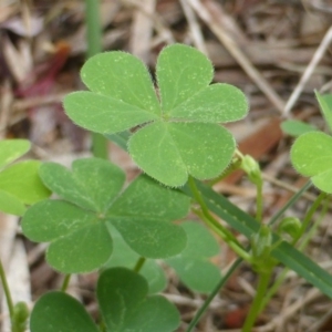 Oxalis corniculata at Isaacs, ACT - 6 Feb 2019