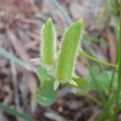 Oxalis corniculata at Isaacs, ACT - 6 Feb 2019 10:01 AM